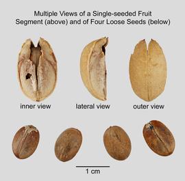   Fruits, seeds:   Croton tiglium ; Photo by D. Walters and L. Seastone, USDA APHIS PPQ, imageID.idtools.org
